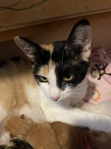 Female Calico for sale