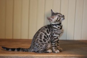Male Bengal Kitten