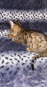 Male bengal kitten