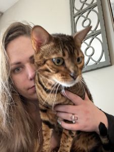 3 yearOld bengal for sale