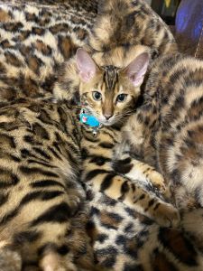 Mono-Bengal Mix Cat
