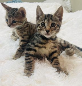 Bengal/Savannah Hybrid