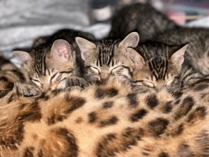 Bengal Kittens Ready for Christmas