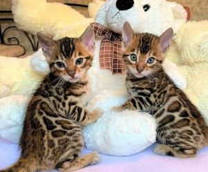Beautiful Bengal Kittens