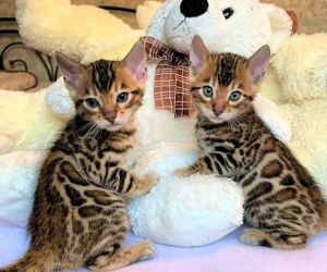 Beautiful Bengal Kittens for sale