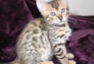 Pure Bred Bengal Kittens Ready Now