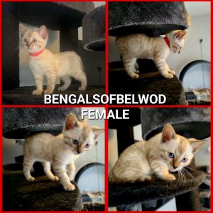 Tica registered female snow lynx bengal