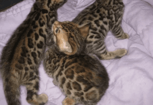 BENGAL KITTENS