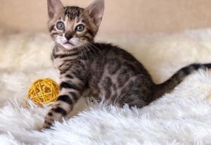 Bengal Kittens