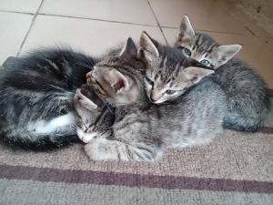 Cute Bengal kittens for sale