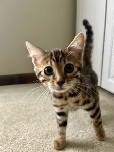 Bengal kitten
