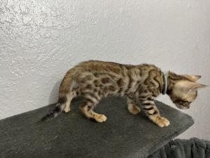 Bengal kitten