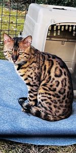 Male Bengal