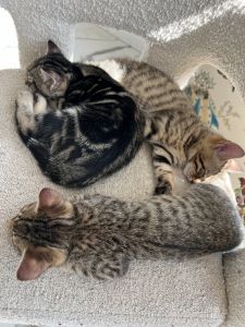 Bengal kittens