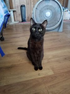 Rehoming bengal cats