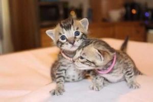 Beautiful marble Bengal kittens for Adoption
