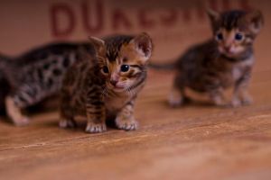 TICA Bengal Kittens Available. Text: ***