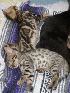 Bengal Kittens