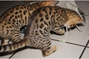 Healthy kitten for free adoption