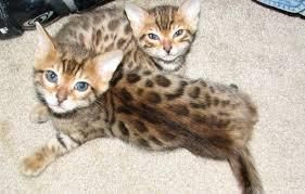 Cute Bengal kittens available for a new home