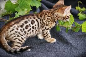 11 weeks old female and male Bengal kittens