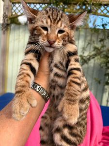 Tica Bengal Kittens, Email ***
