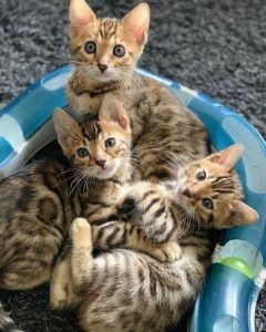 Bengal kittens ready to go