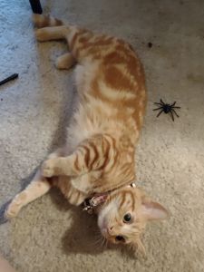 3 Month Old ORANGE MARBLED BENGAL FEMALE KITTEN