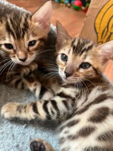 New born Bengal kittens