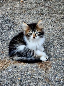 Bengal mix Kitten. King