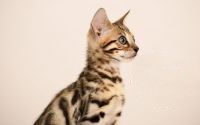 Miles - Texas Bengal Kitten