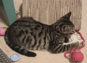 Beautiful Bengal kittens