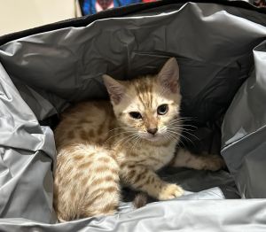 Bengal kitten for sale