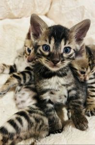 Beautiful Bengal Kitten