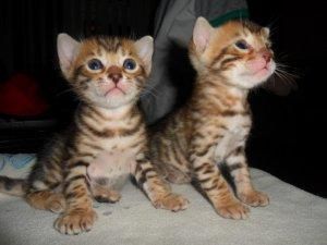Bengal Kittens