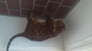 Bengal cats to Excellent cat lovers home!