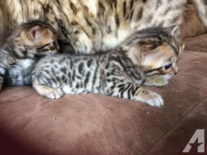 Serval kittens for sale