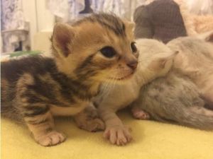 Tica Bengal Kittens *** ***-***2
