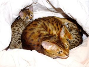 Female Rosetted Bengal Kitten