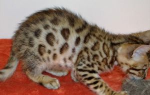 Bengal Kittens Ready Now
