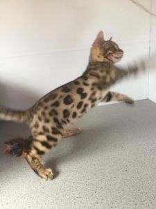 Super friendly Bengal boy TICA registered