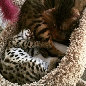 Bengal kitty