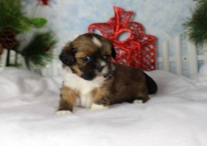 cute yorkie puppies now