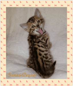 Bengal Kittens
