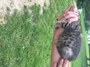 Bengal kitten