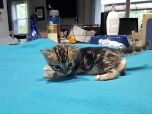 T.I.C.A Bengal Kittens