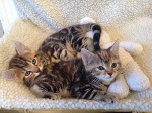 Bengal Kittens - one boy and one girl - NICE SPOTS +1 ***