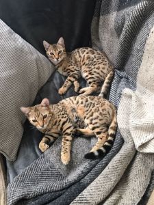 ** BENGAL KITTENS **(***) ***-***5
