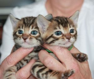 F2 Male and Female Spotted Bengal Kittens need a home