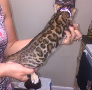 Female Bengal kitten